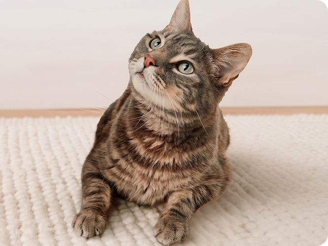 Cat lying on a rug