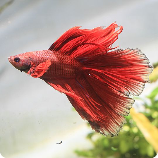 Red betta fish