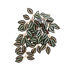 Thrive Hanging Vine Terrarium Plant - Terrarium Plant Decor - 16 in