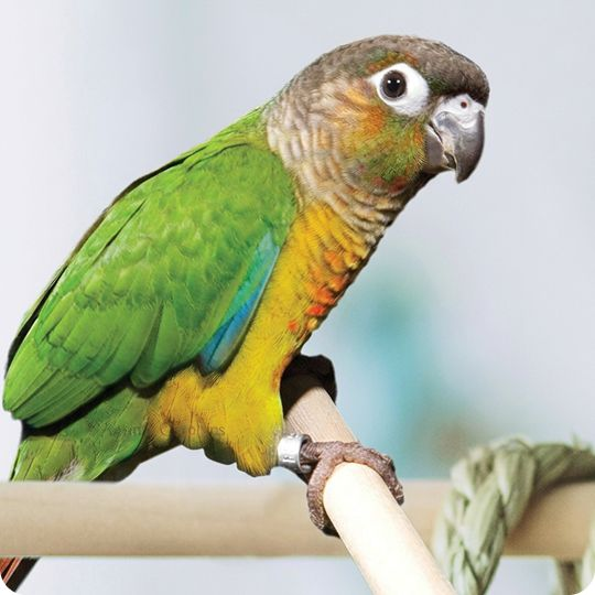 Conure bird