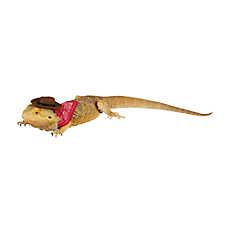 Thrills & Chills&reg; Reptile Cosutme - Cowboy