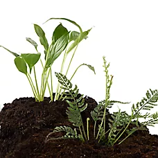 Thrive Tropical Live Terrarium Plant