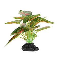 Thrive Leafy Green Plant - Terrarium Plant Decor