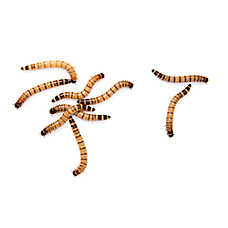 Reptile Food - Live Superworms - 50 Count