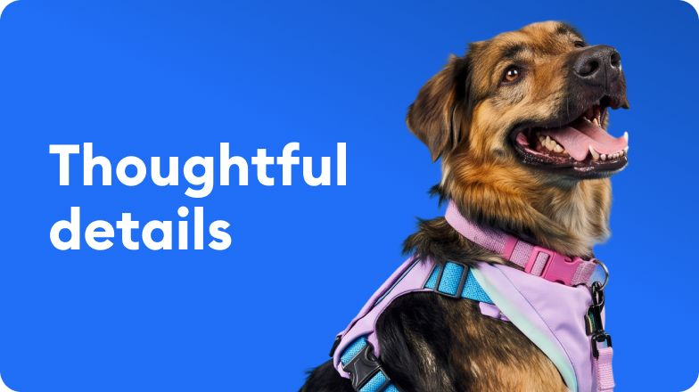 A dog wearing a colorful collar & harness - Thoughtful details