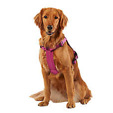 KONG? Reflective, Adjustable, Poop Bag Holder, Dog Harness
