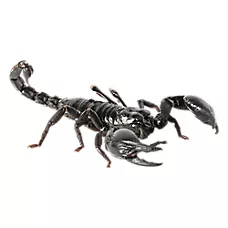 Asian Forest Scorpion