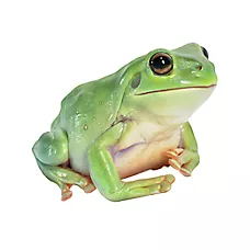 White Tree Frog