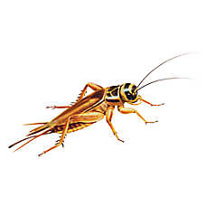 Reptile Food - Live Crickets
