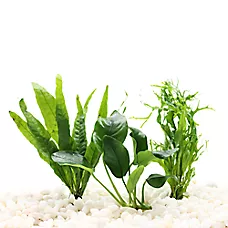 Top Fin® Live Plant Variety Pack - Small - Live Aquarium Plant for Fish Tanks - 4 in