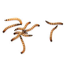Reptile Food - Live Superworms - 25 count