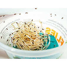 Reptile Food - Live Flightless Fruit Flies 16 Oz