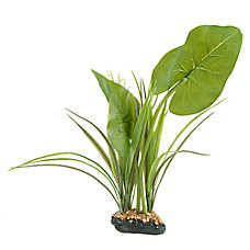 Thrive Canopy Plant - Terrarium Plant Decor