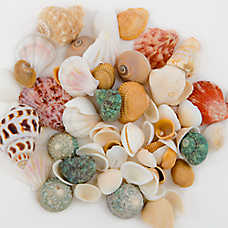 Top Fin? Seashell Aquarium D��cor - Assorted Shells - Fish Tank Decor, Aquarium Stones - 8.5 oz