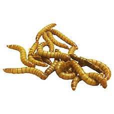Reptile Food - Live Regular Mealworms - 50 Count