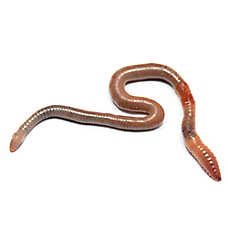 Reptile Food - Live Night Crawlers - 12 Count