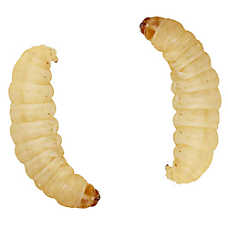 Reptile Food - Live Waxworms - 50 Count