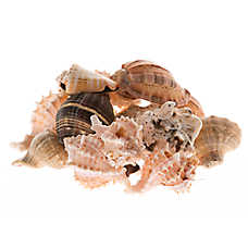Zoo Med Mixed Fancy Hermit Crab Shells - Hermit Crab Habitat Shells
