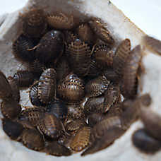 Reptile Food - Dubia Roaches Medium - 25 Count