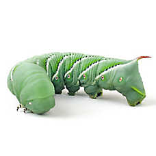 Reptile Food - Live Hornworms - 4 Count
