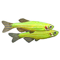 GloFish? Electric Green? Danio