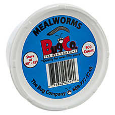 Reptile Food - The Bug Company Mealworms - 500 Count