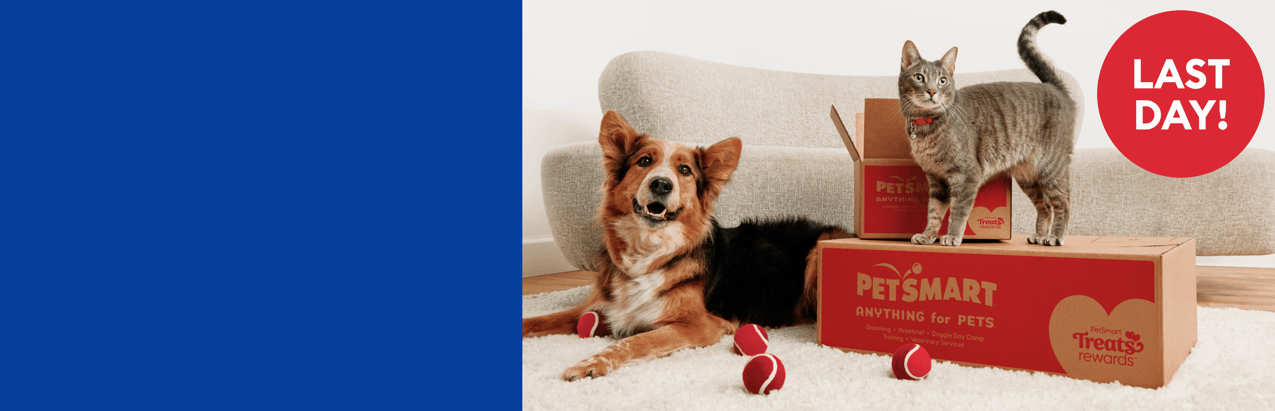 Dog and cat beside PetSmart delivery boxes